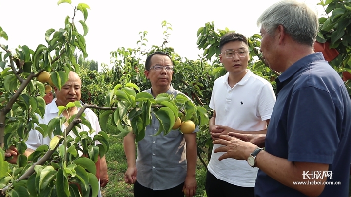 第一书记带着老乡山东“取梨经”。长城网记者冯硕摄