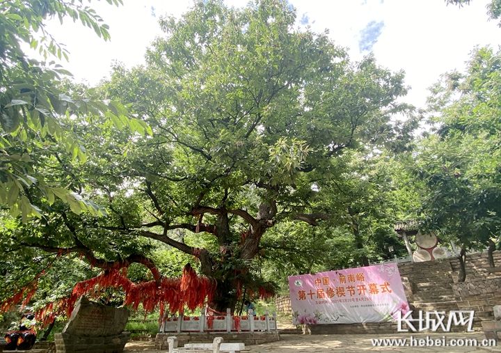 邢台南大树规划图片