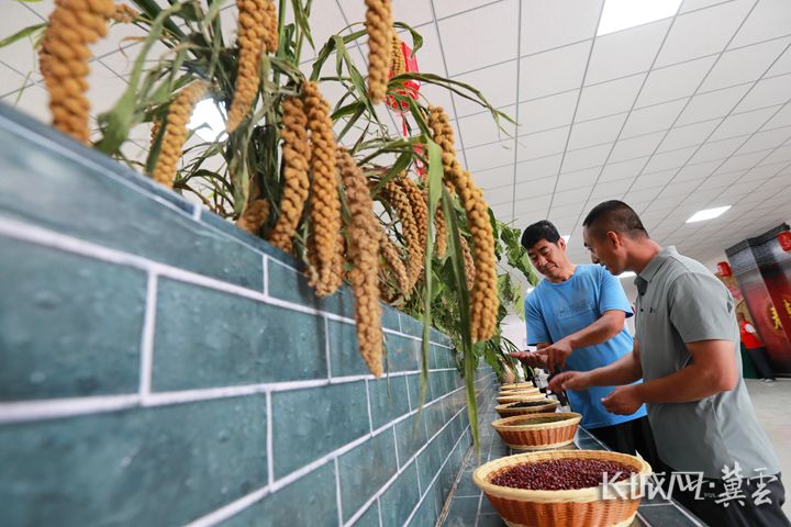 图为群众在林西镇民俗馆参观丰收的农作物 (2)