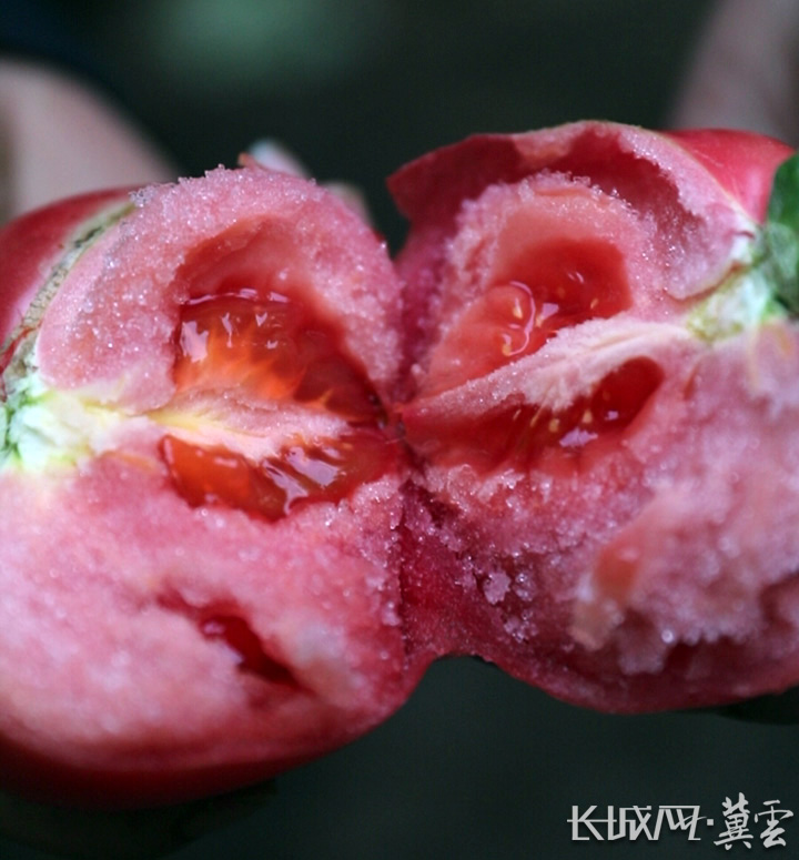 饶阳县南北岩村的设施蔬菜万亩棚区内西红柿果形圆润。长称网·冀云客户端记者 李佳琦 摄