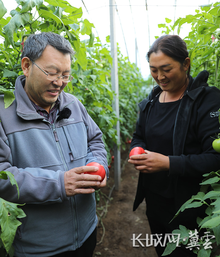 河北省蔬菜产业技术体系岗位专家邸垫平与种植户在大棚内交流西红柿长势情况。长城网·冀云客户端记者 李佳琦 摄
