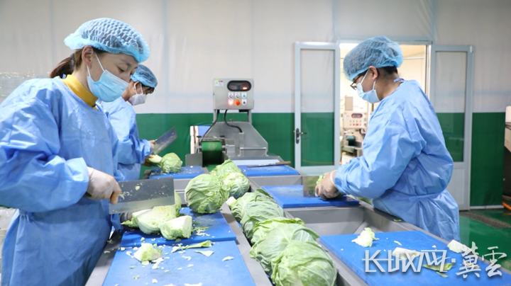 饶阳县净菜加工企业里工人在处理新鲜蔬菜。饶阳县融媒体中心 供图_副本