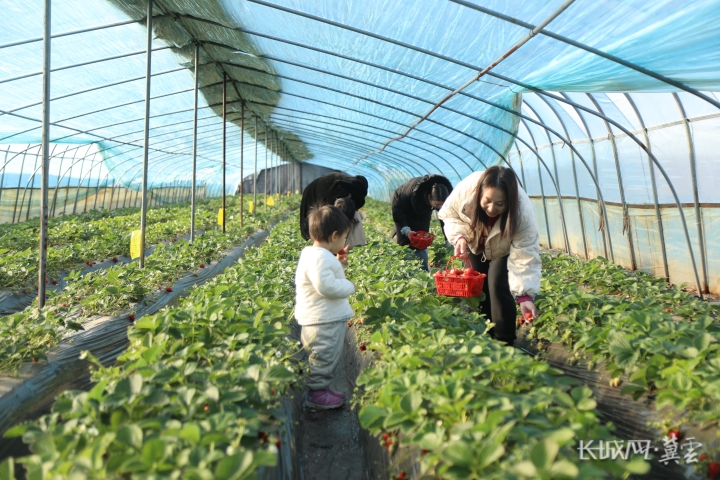 游客在复兴区户村镇户村采摘园采摘草莓。复兴区委宣传部 供图