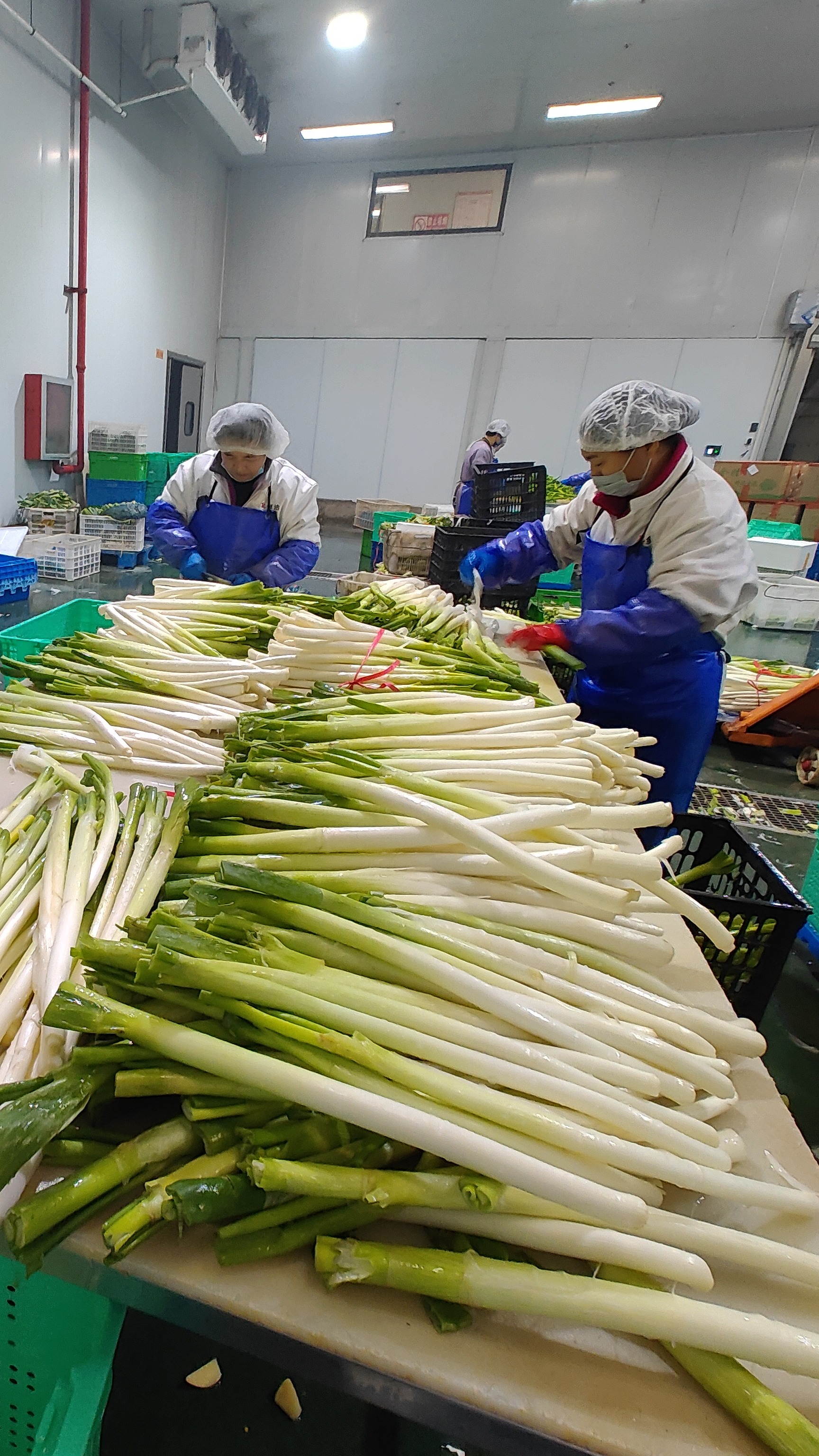 新春走基层·记者在现场净菜车间飘出"幸福年味"-齐鲁晚报网