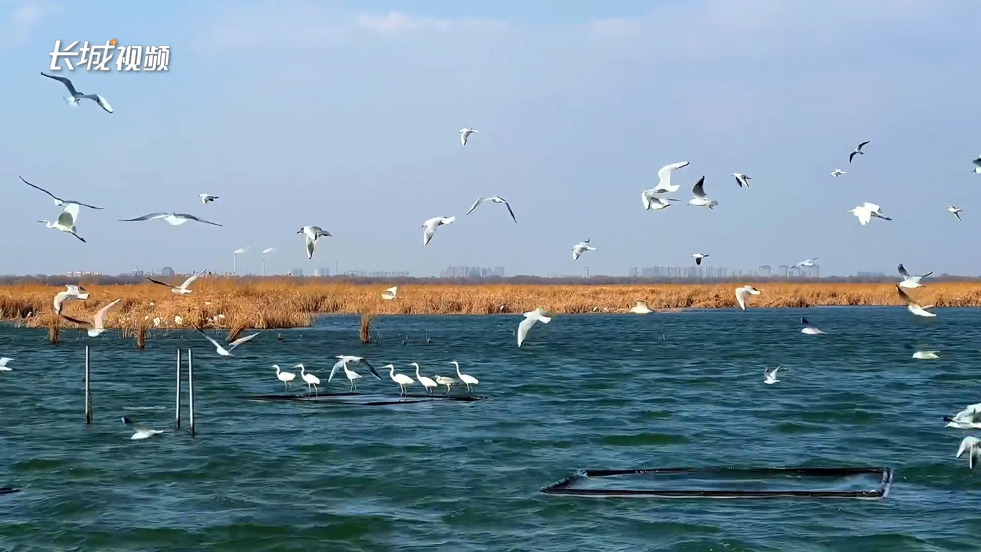 衡水湖:以鸟为媒 打造生态深度游