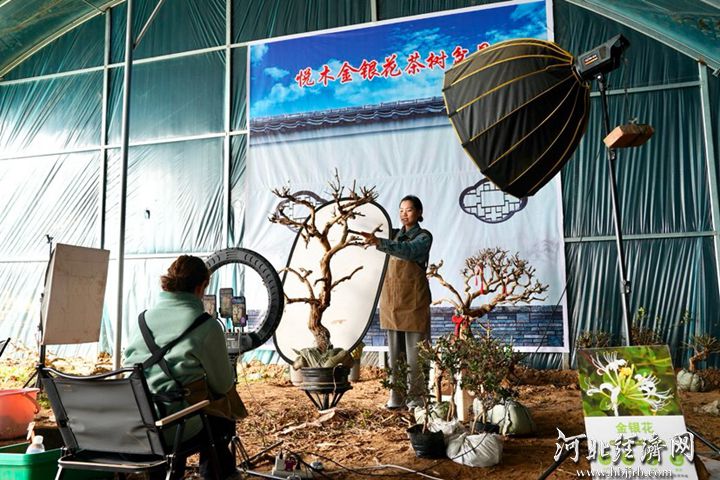 在巨鹿县堤村乡法市庄村,工作人员直播销售金银花盆景。胡良川 摄_副本