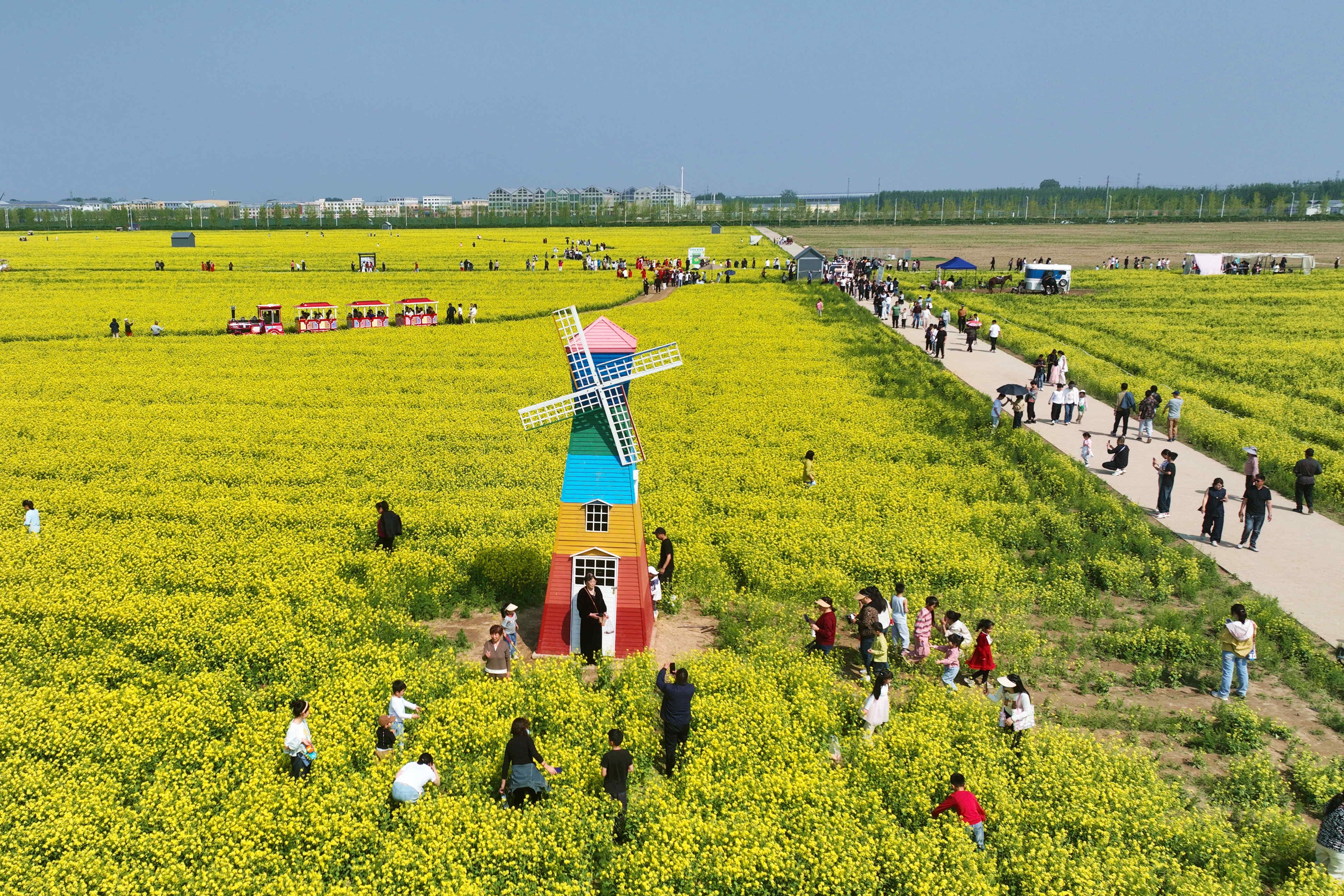 廊坊固安：油菜花海绽放“美丽经济”