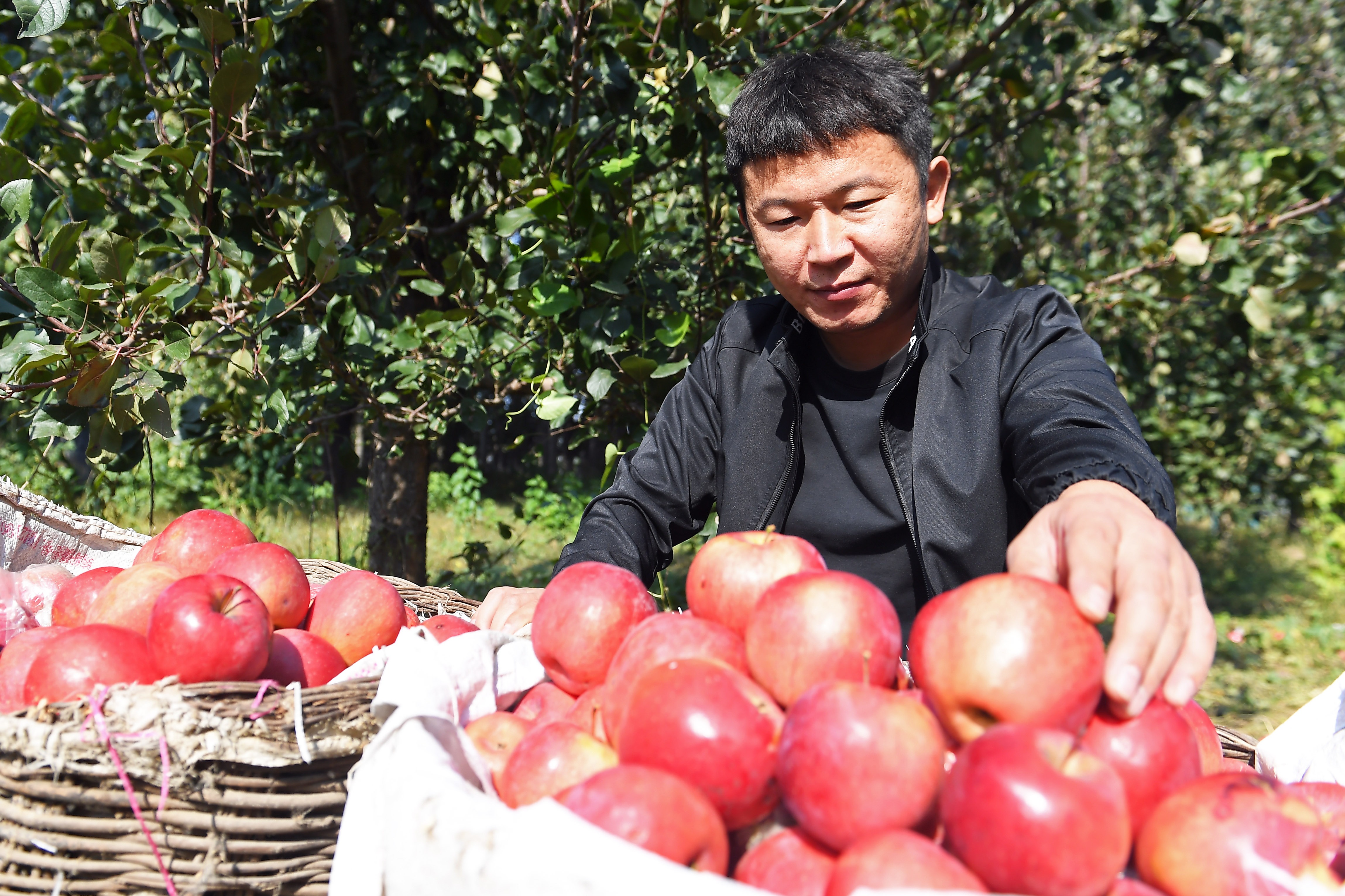 廊坊大城：苹果收获正当时