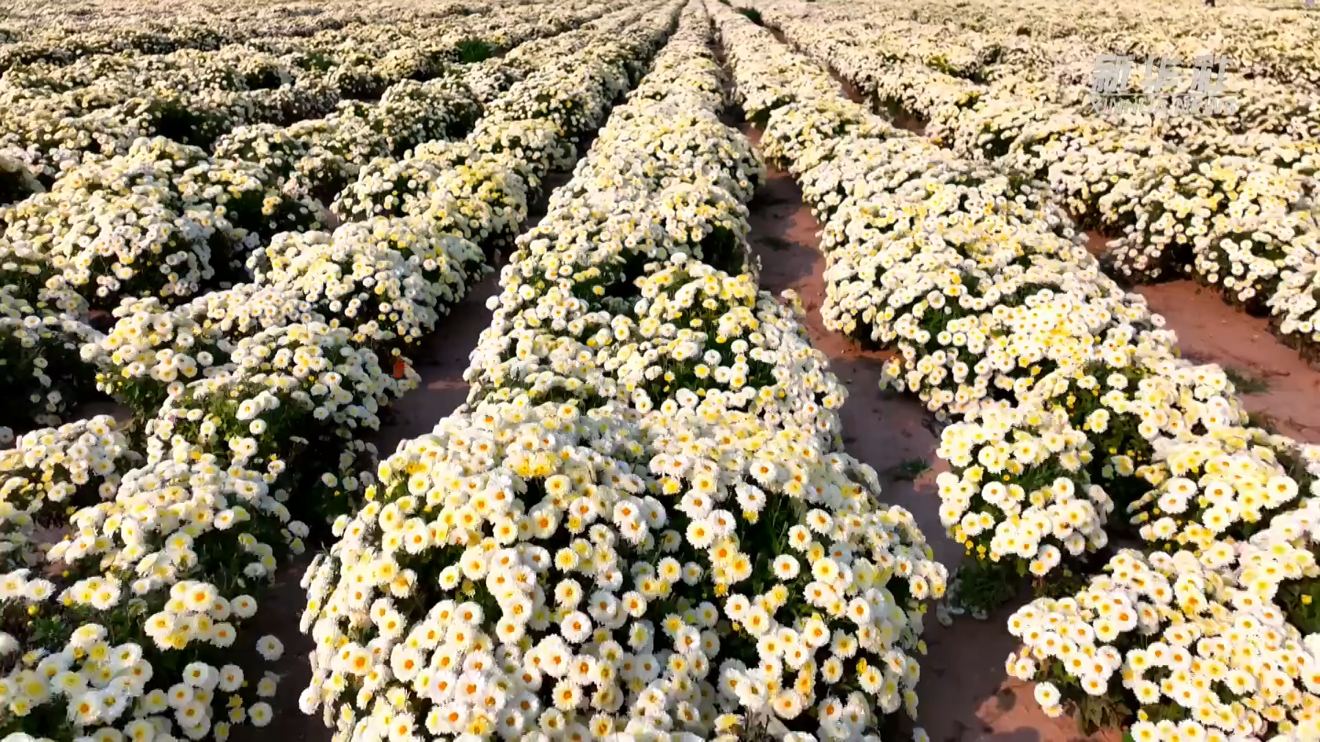 岁岁重阳今又至 敬老登高话传承