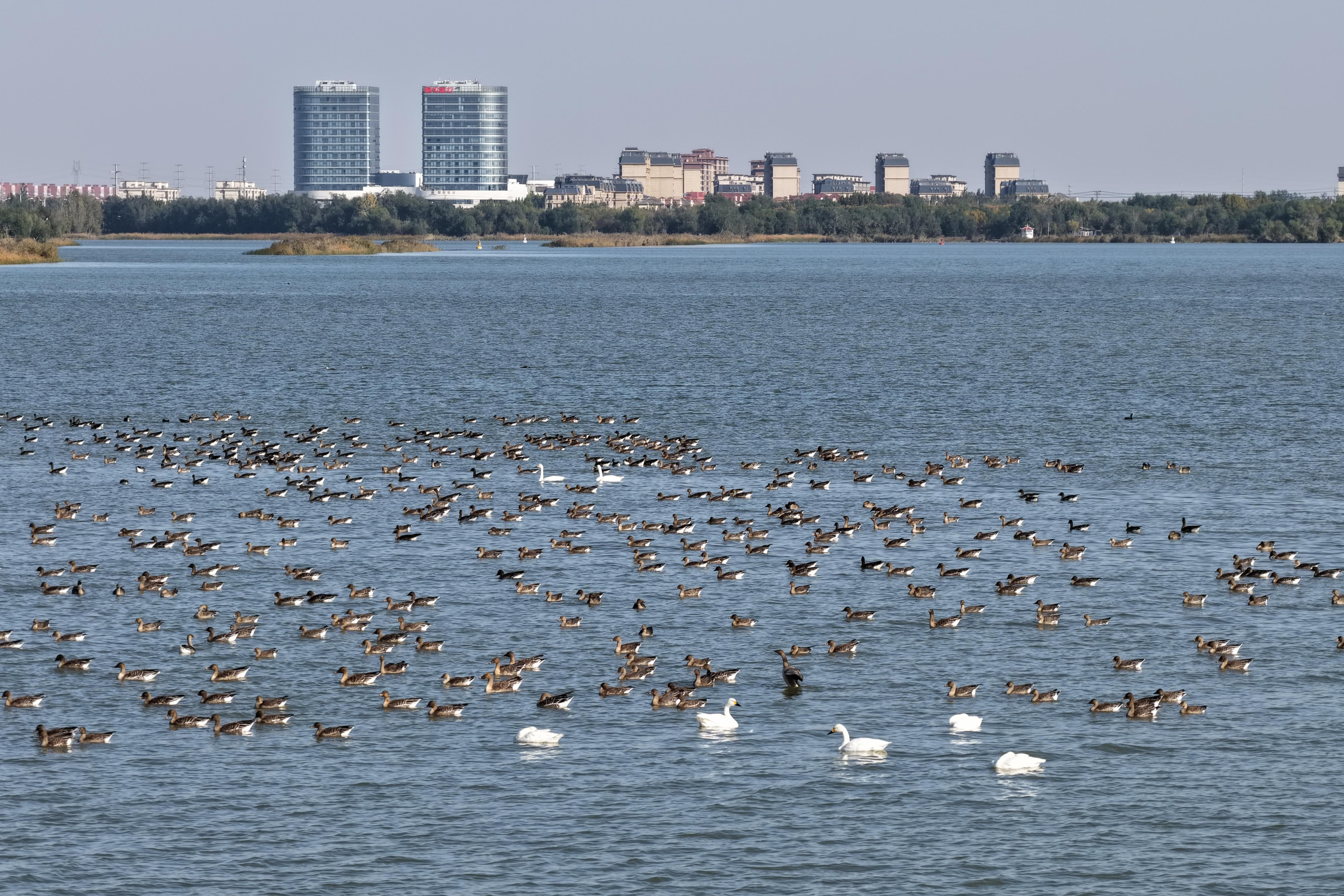 深秋湖光映白羽 衡水湖迎来首批迁徙小天鹅