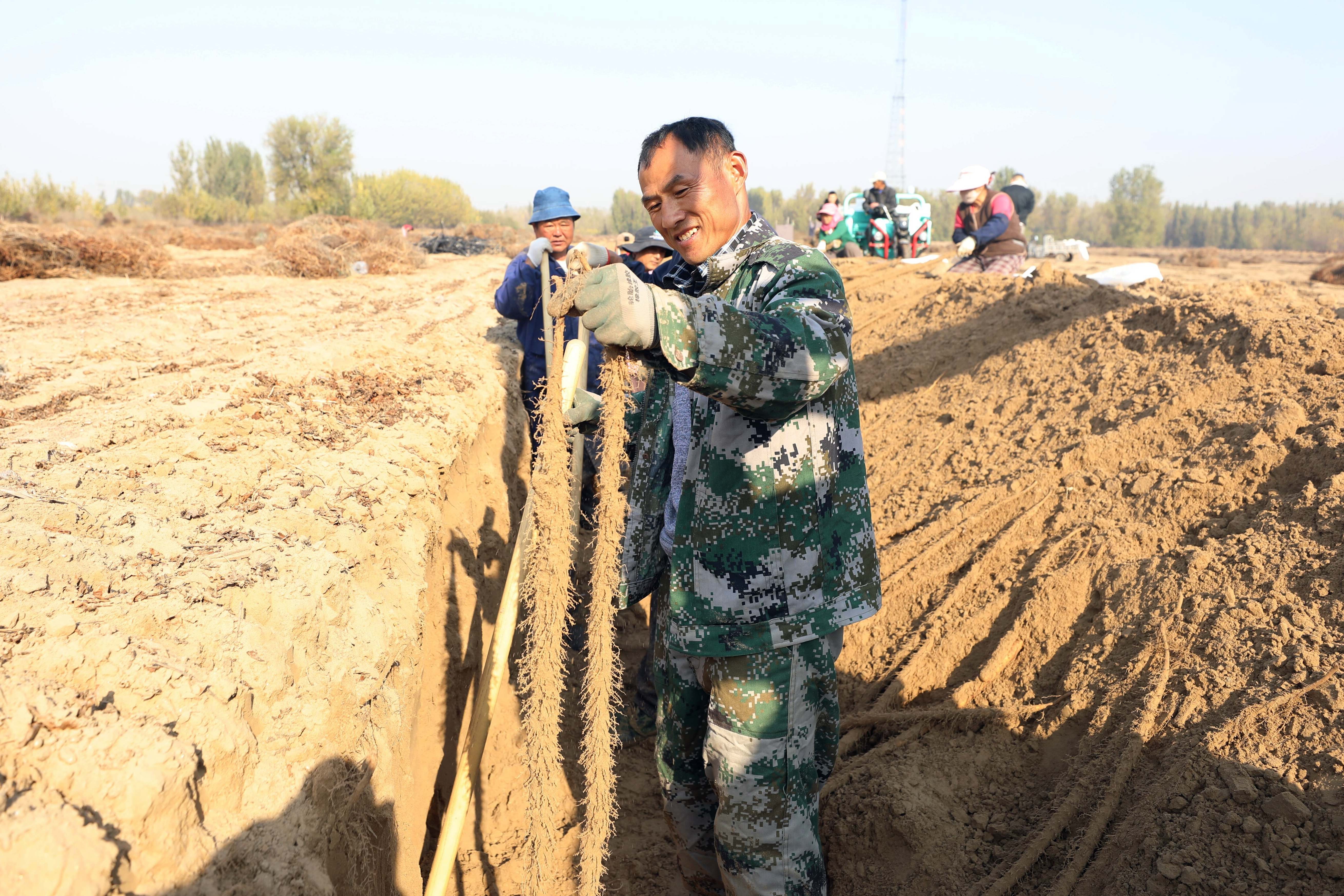 廊坊固安：沙地山药喜丰收
