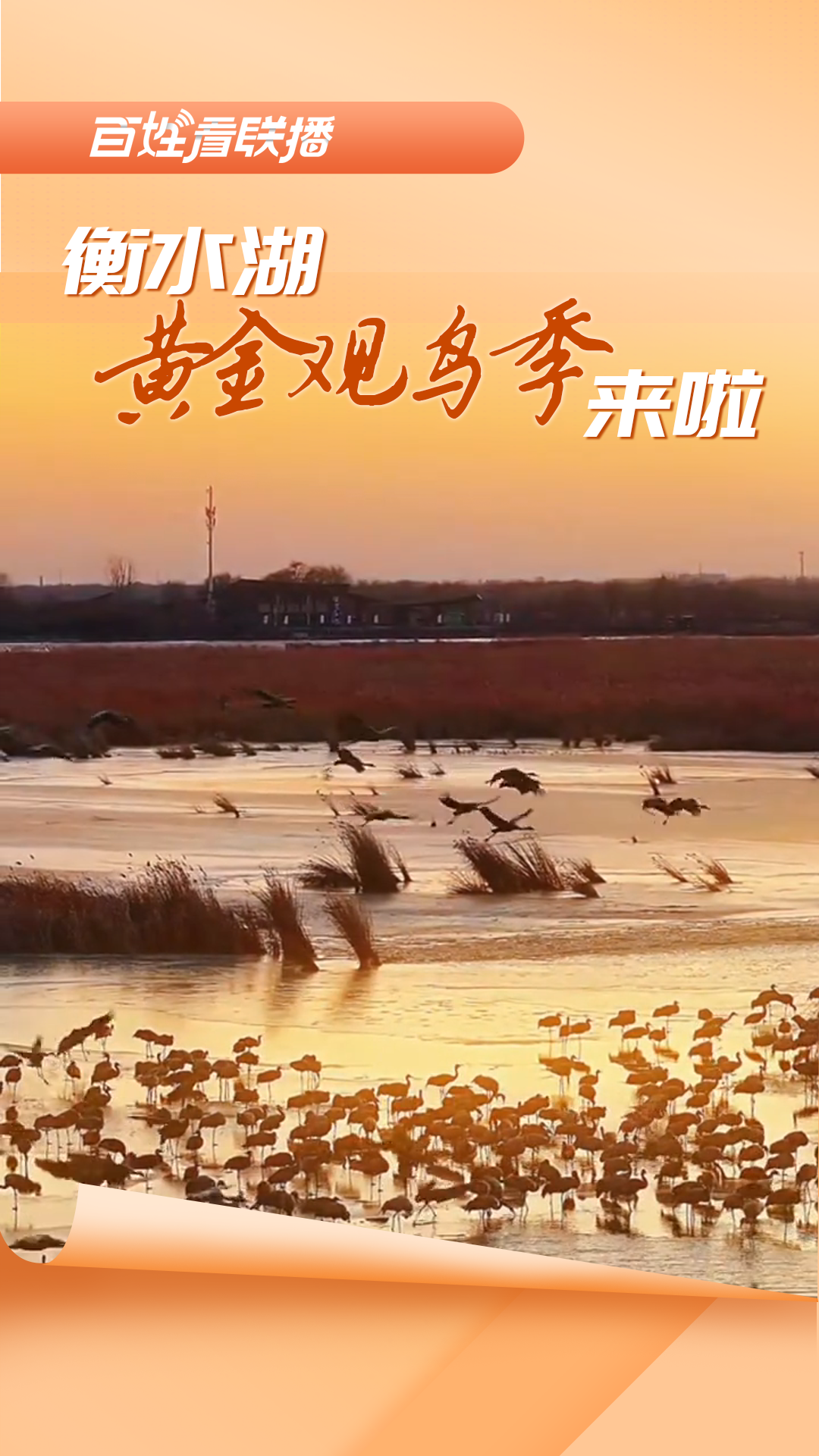 百姓看联播 | 衡水湖“黄金观鸟季”来啦