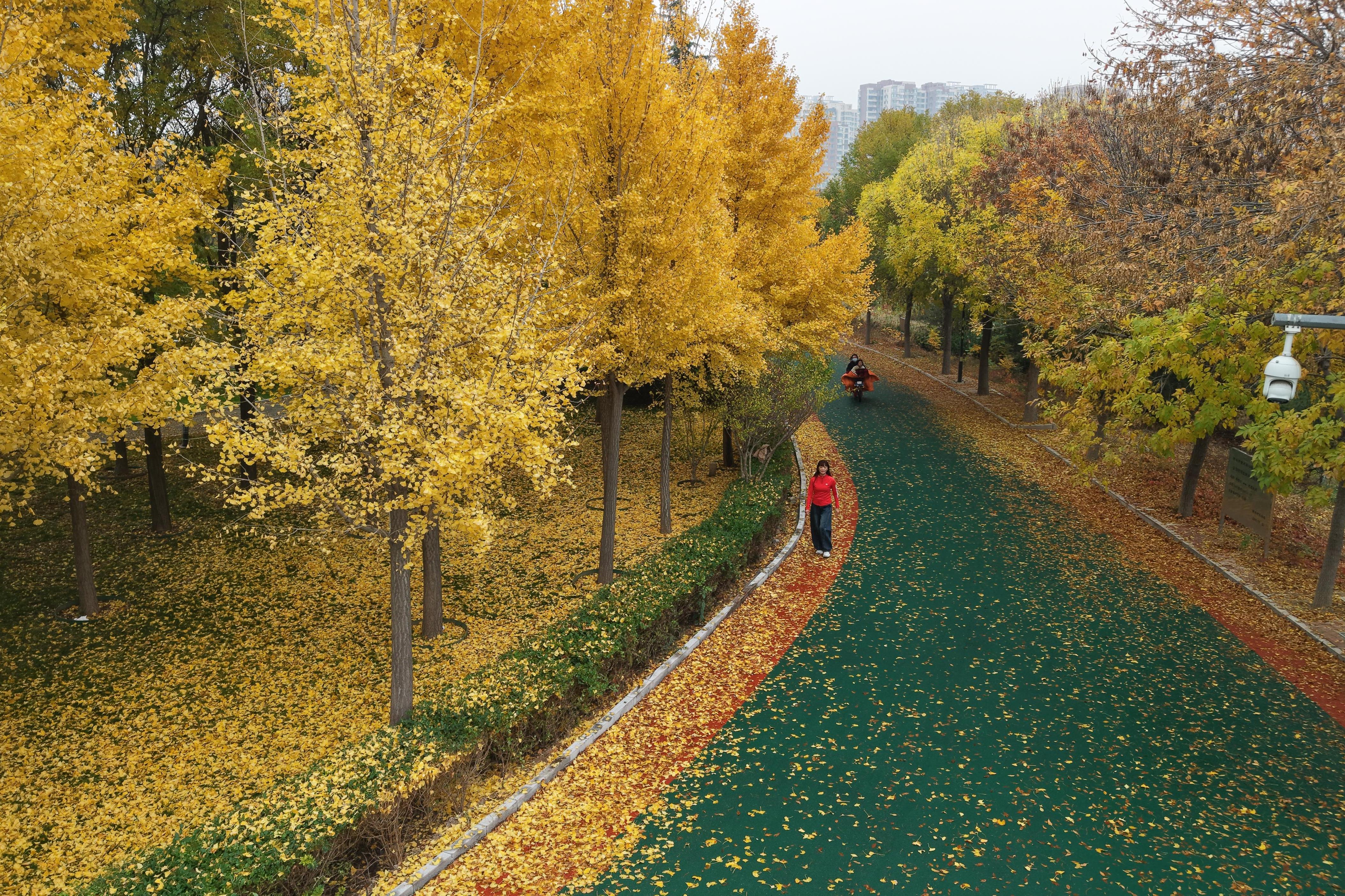 衡水市区青年公园：银杏“鎏金”醉游人