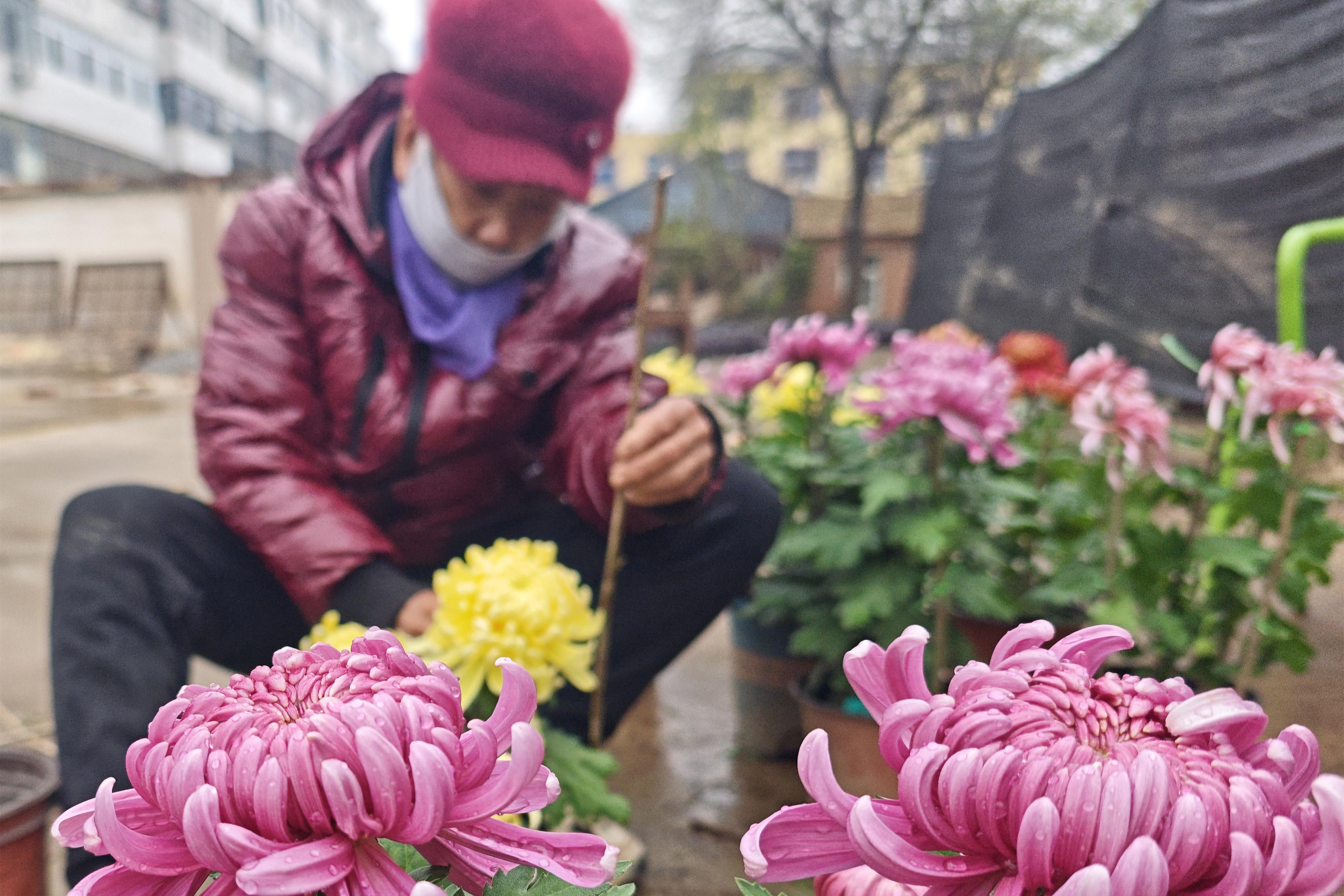 免费赏菊正当时 衡水市园林中心院内冬菊绚烂待客来
