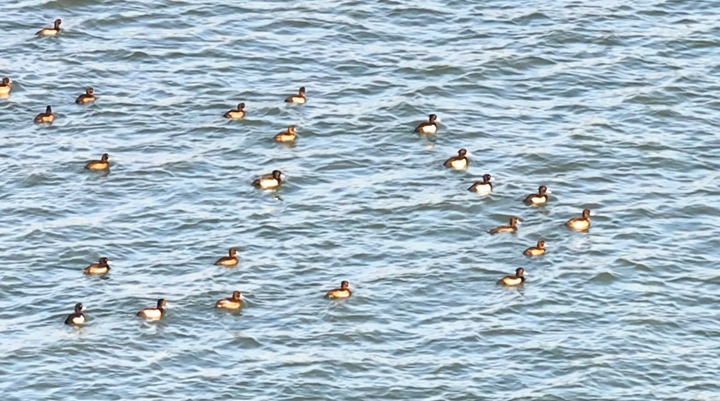 1762913496950013694.jpg eb390454b12a99bb7789f01210bca401.jpg