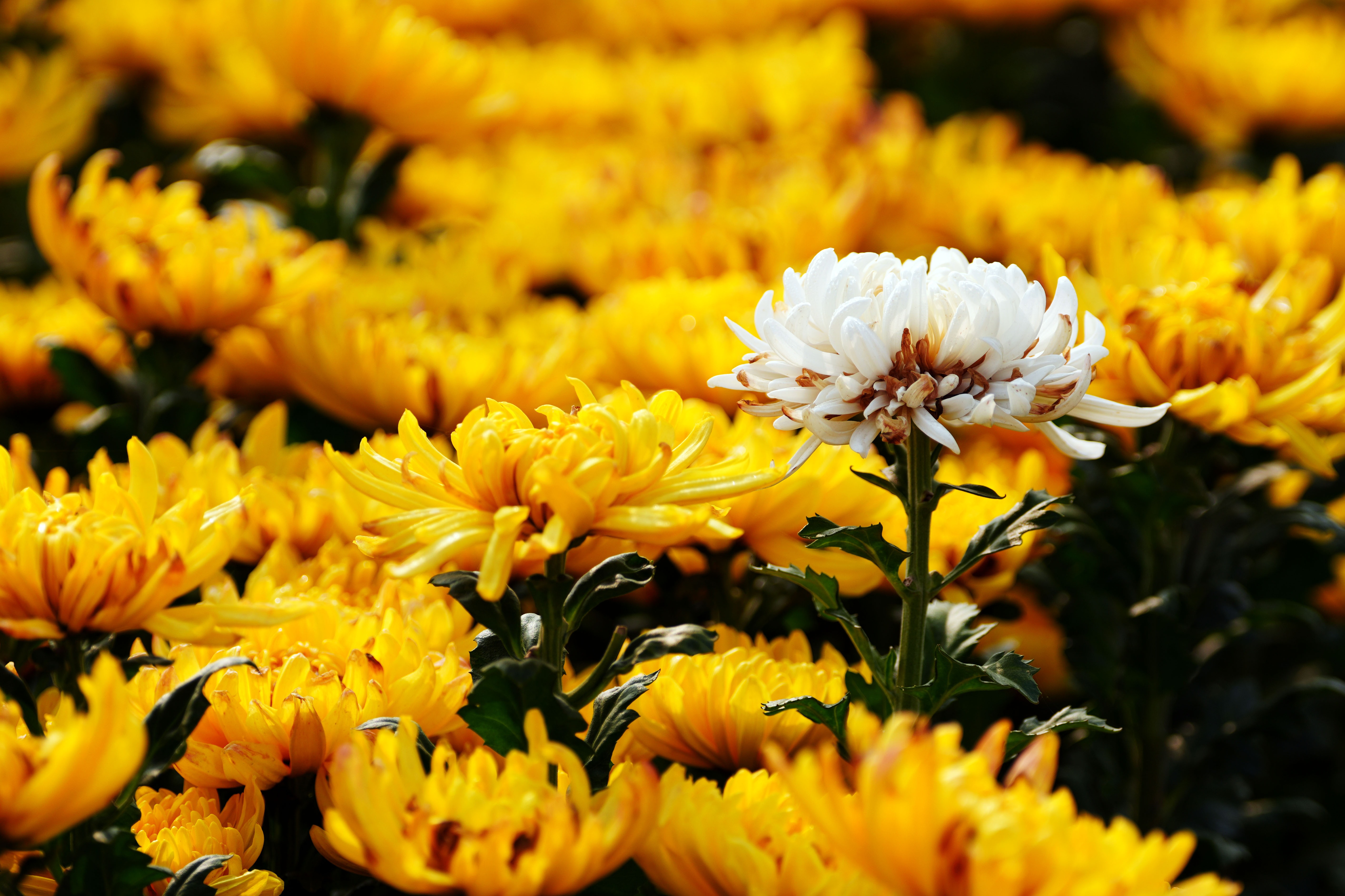 廊坊大城：菊花盛开引客来