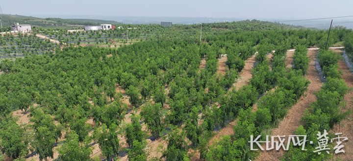 石家庄市赞皇县枣树种植基地。河北经济日报记者 李佳琦 摄_副本