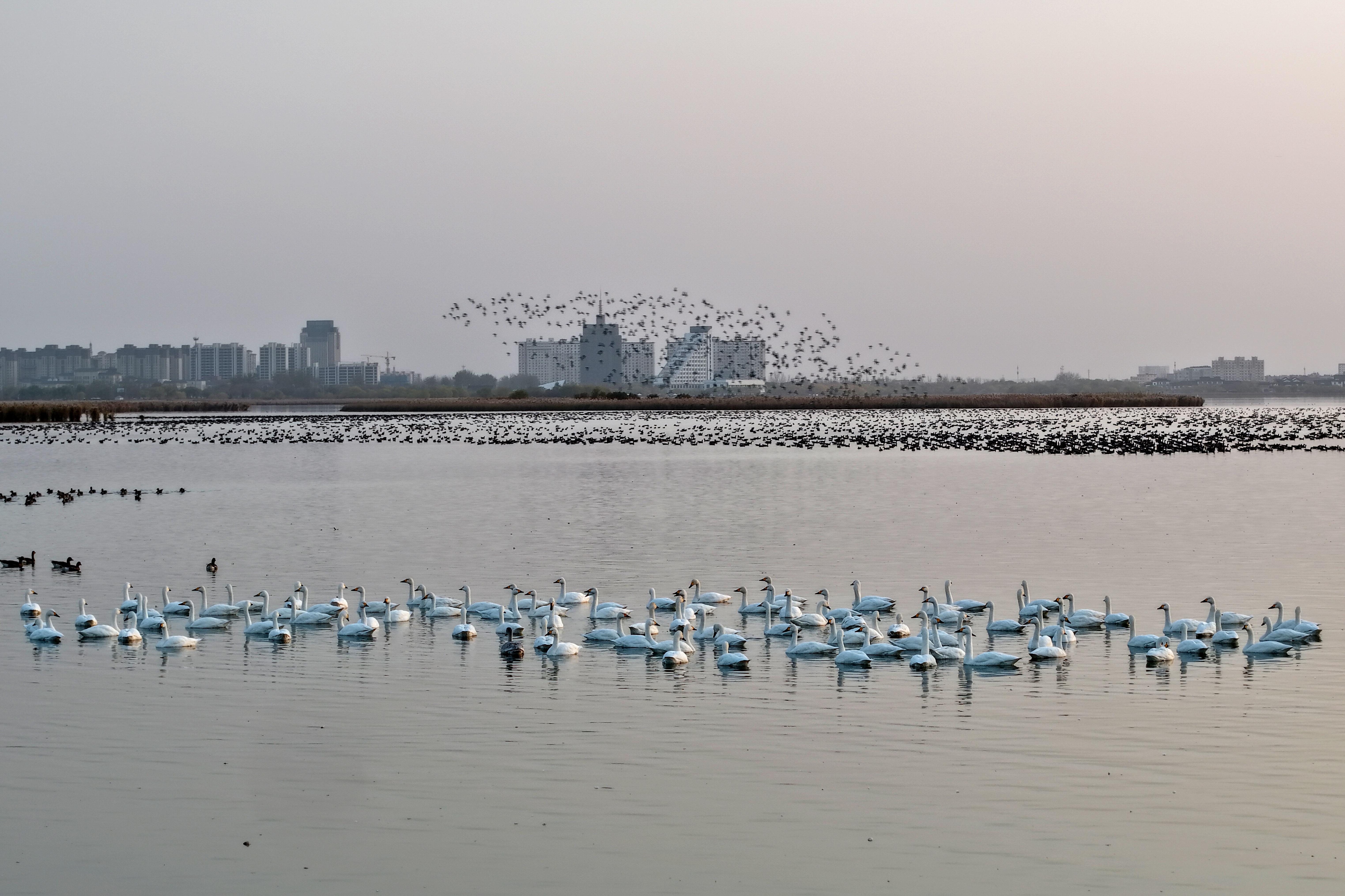 ​衡水湖：天鹅雁阵“鸟浪”罕见同框