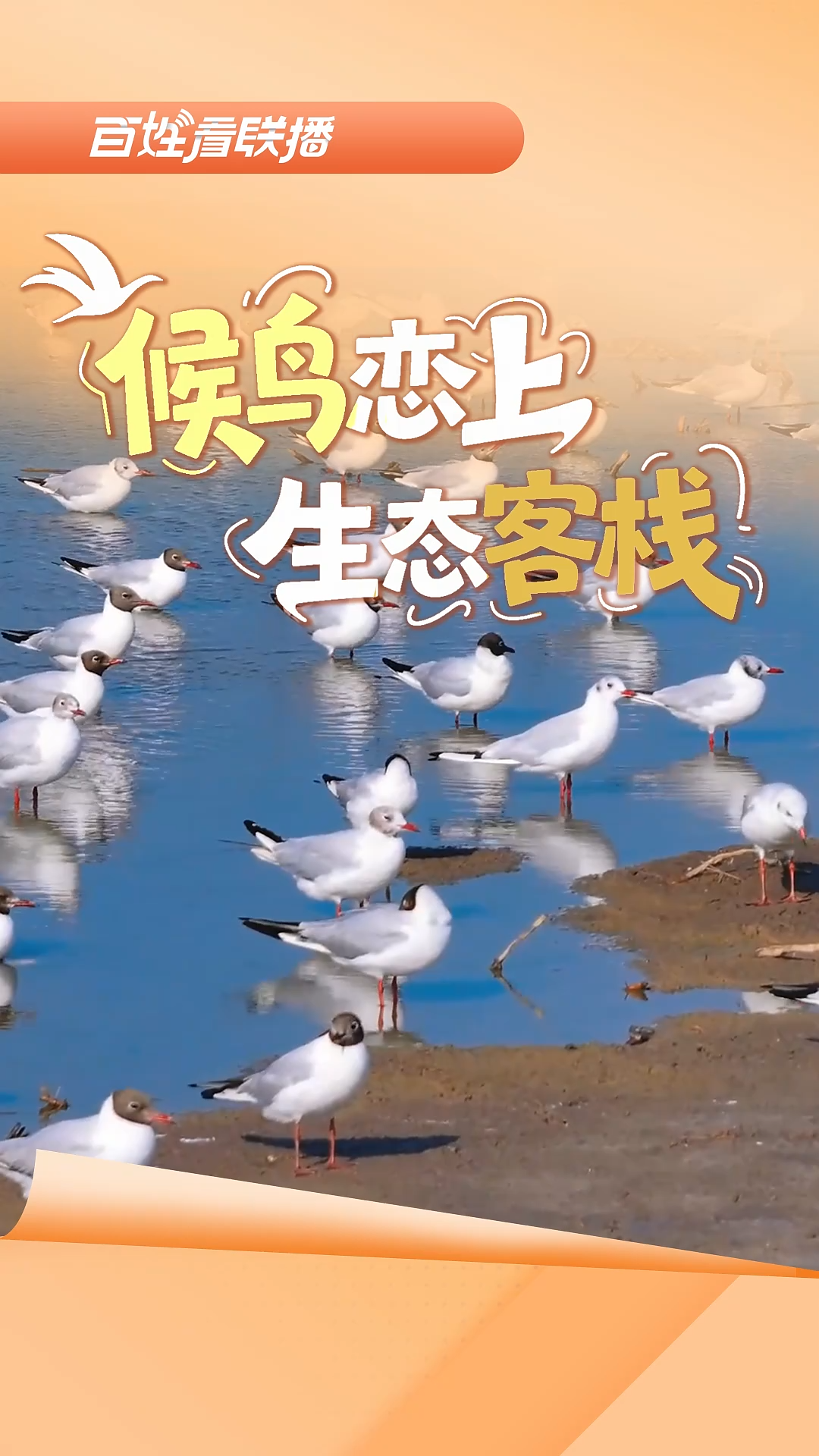 百姓看联播 | 候鸟恋上“生态客栈”