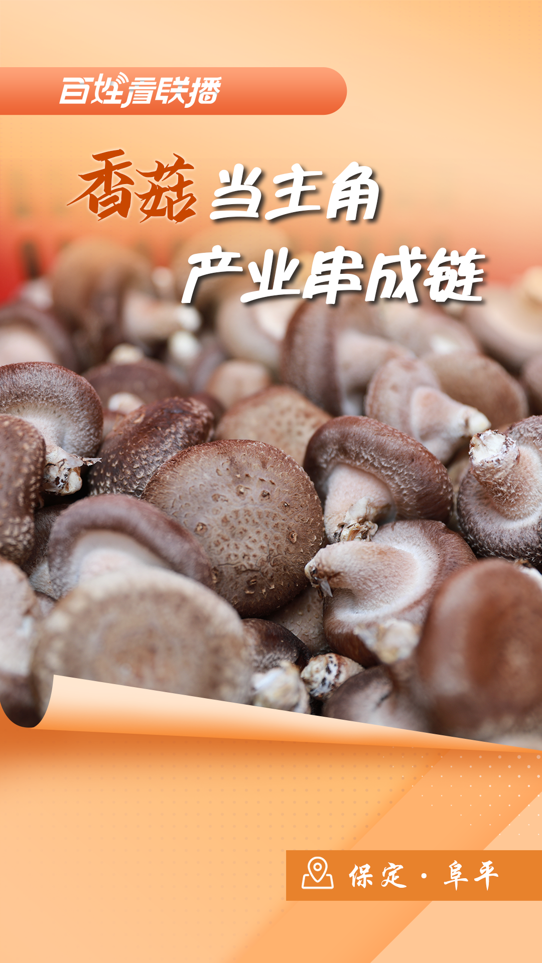 百姓看聯(lián)播 | 香菇當(dāng)主角 產(chǎn)業(yè)串成鏈