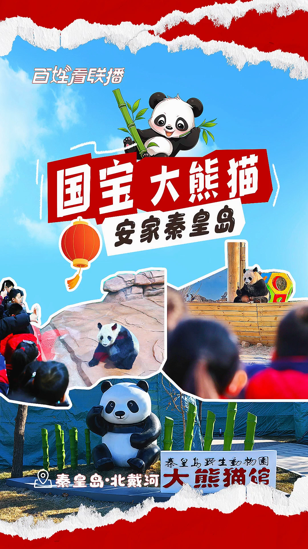 百姓看联播丨国宝大熊猫安家秦皇岛