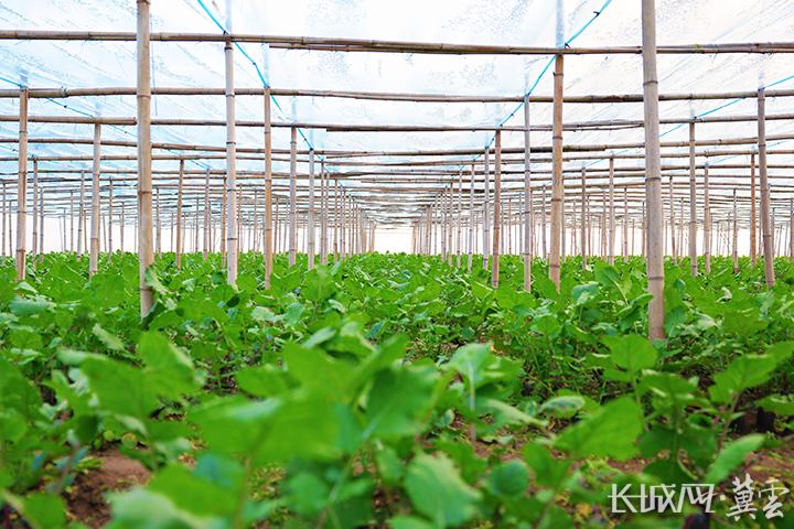 沧州盐山：紫红“冰激凌”萝卜成冬日市场新宠