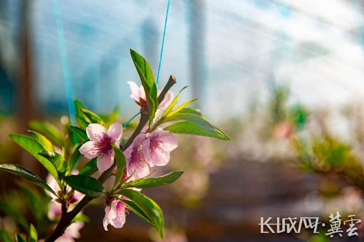 唐山滦南：寒冬桃花艳 错季桃香富农家