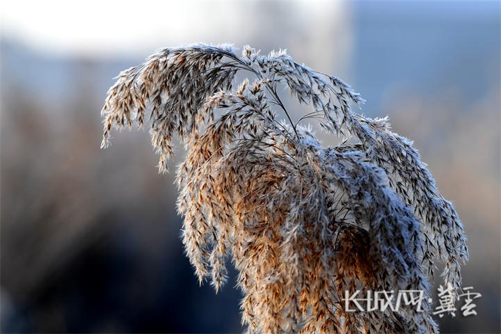 邯郸广平：苇蒿凝霜裹银装 晶莹剔透醉寒冬