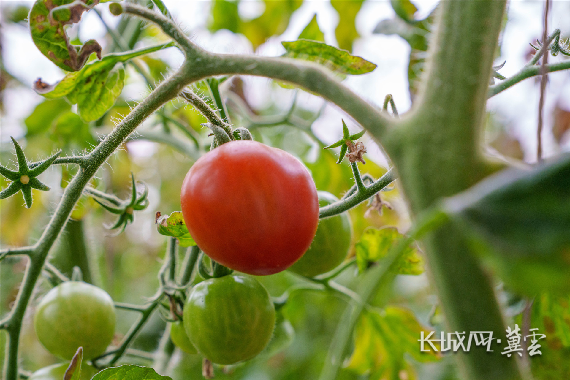 秸秆腐熟 (1 - 1)