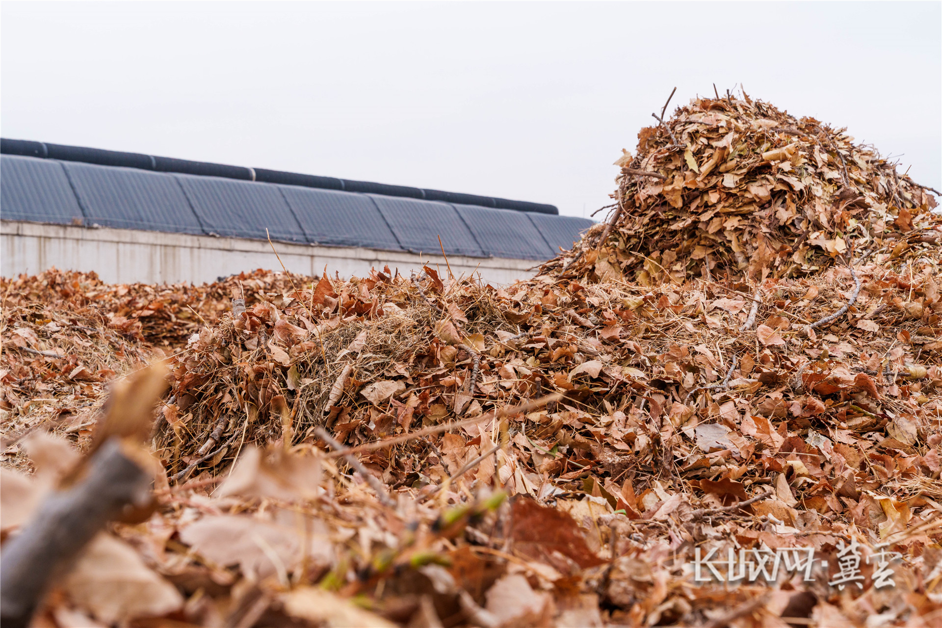 回头的秸秆 (1 - 1)