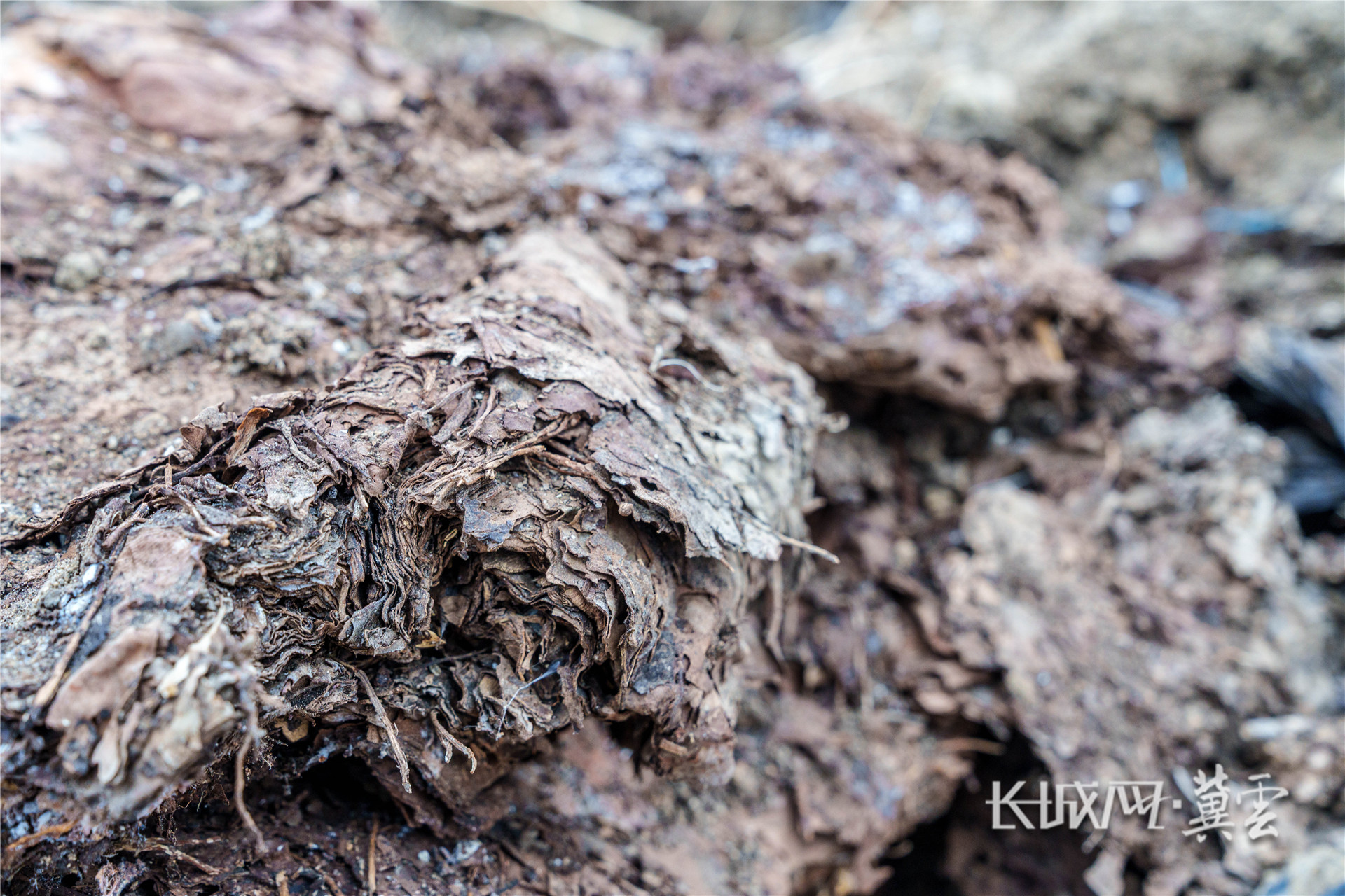 腐熟的堆 (1 - 1)