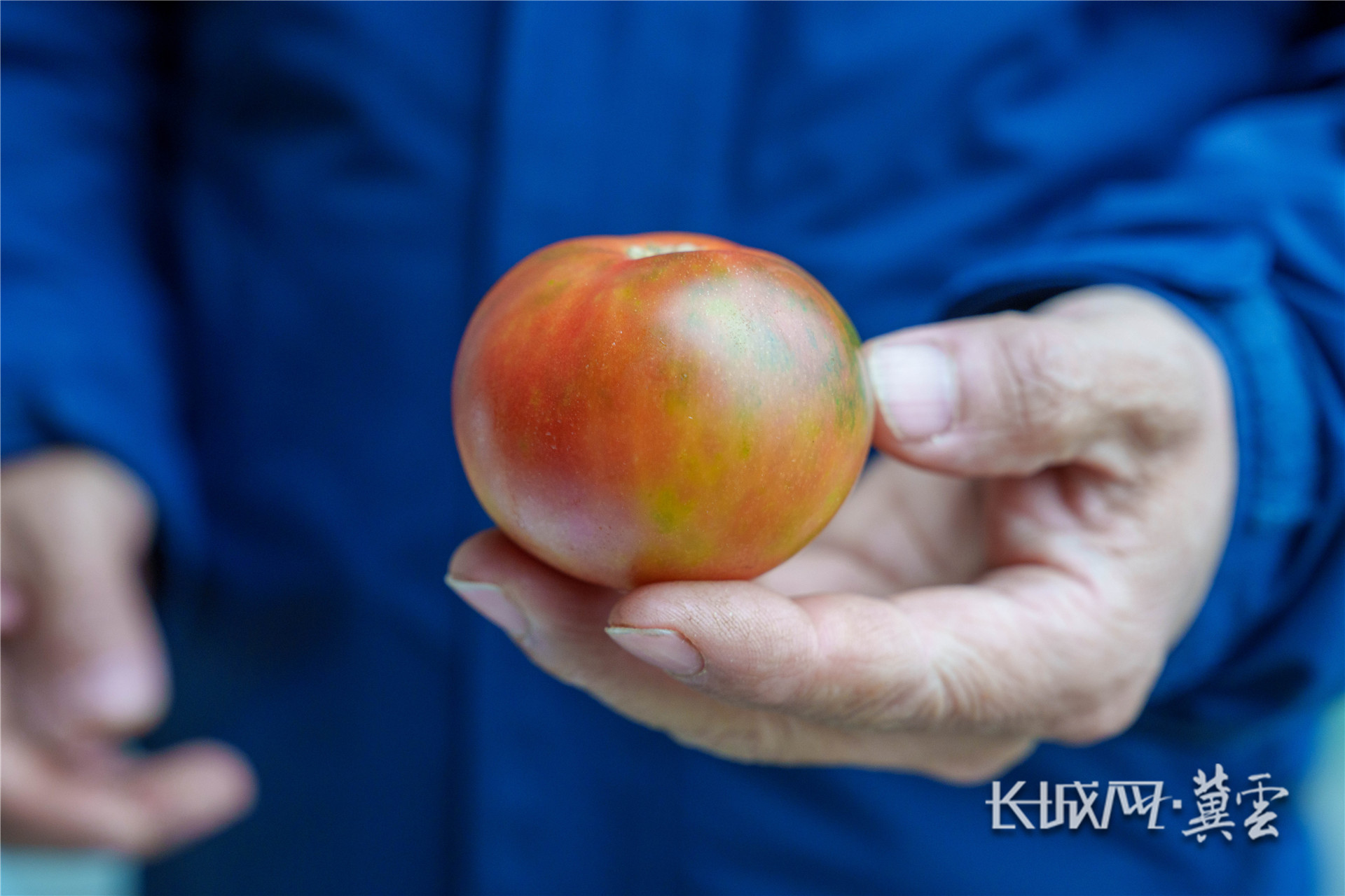 展示西红柿 (1 - 1)