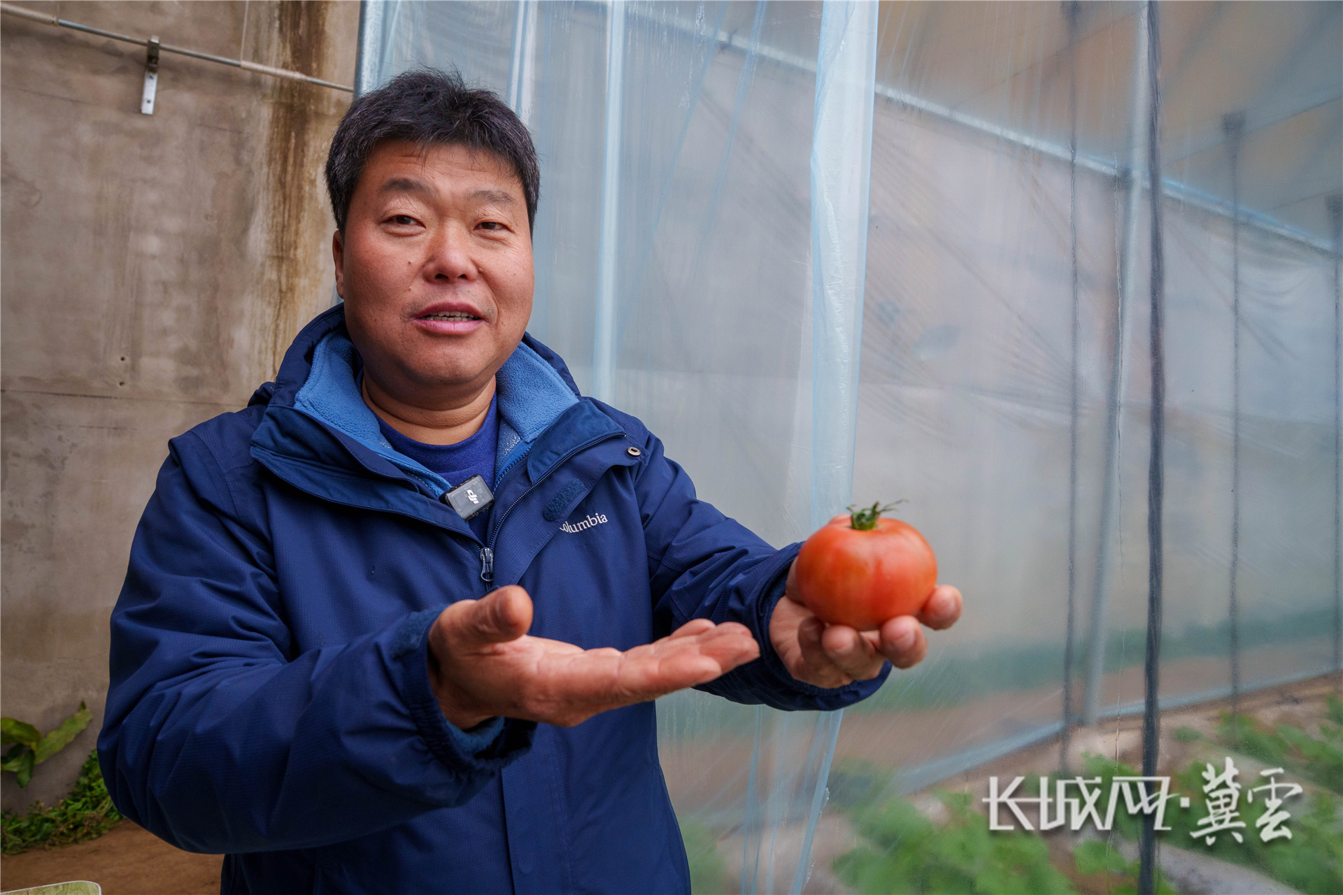 介绍西红柿2 (1 - 1)_副本