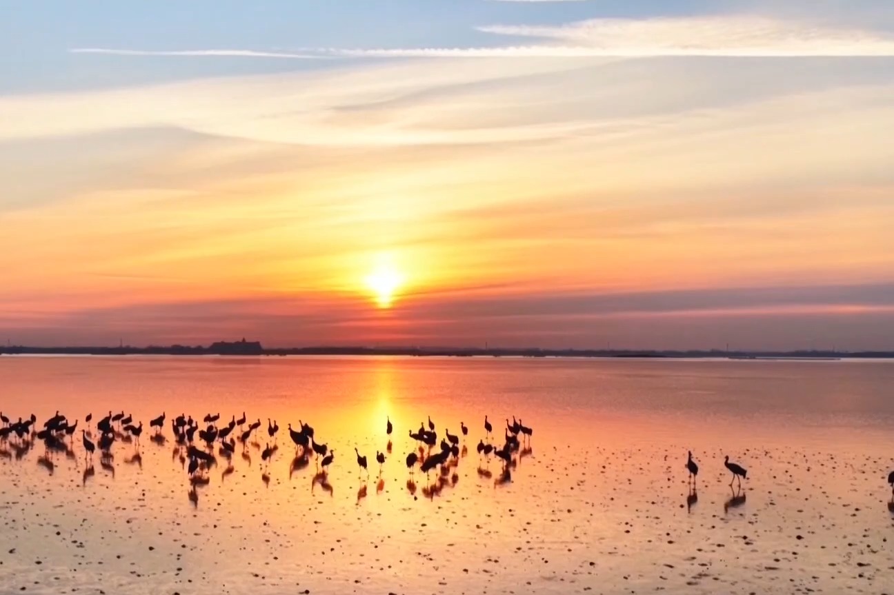 邂逅“莫奈画卷”！衡水湖清晨上演“飞羽织金”生态大片