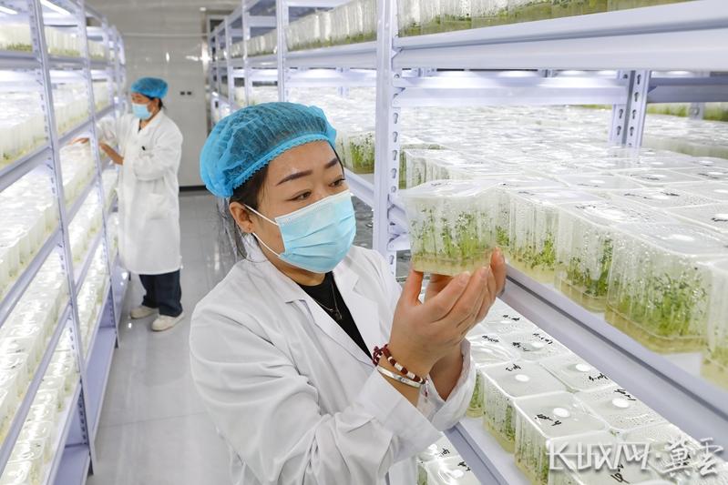 张家口市尚义县小种苗撬动大产业