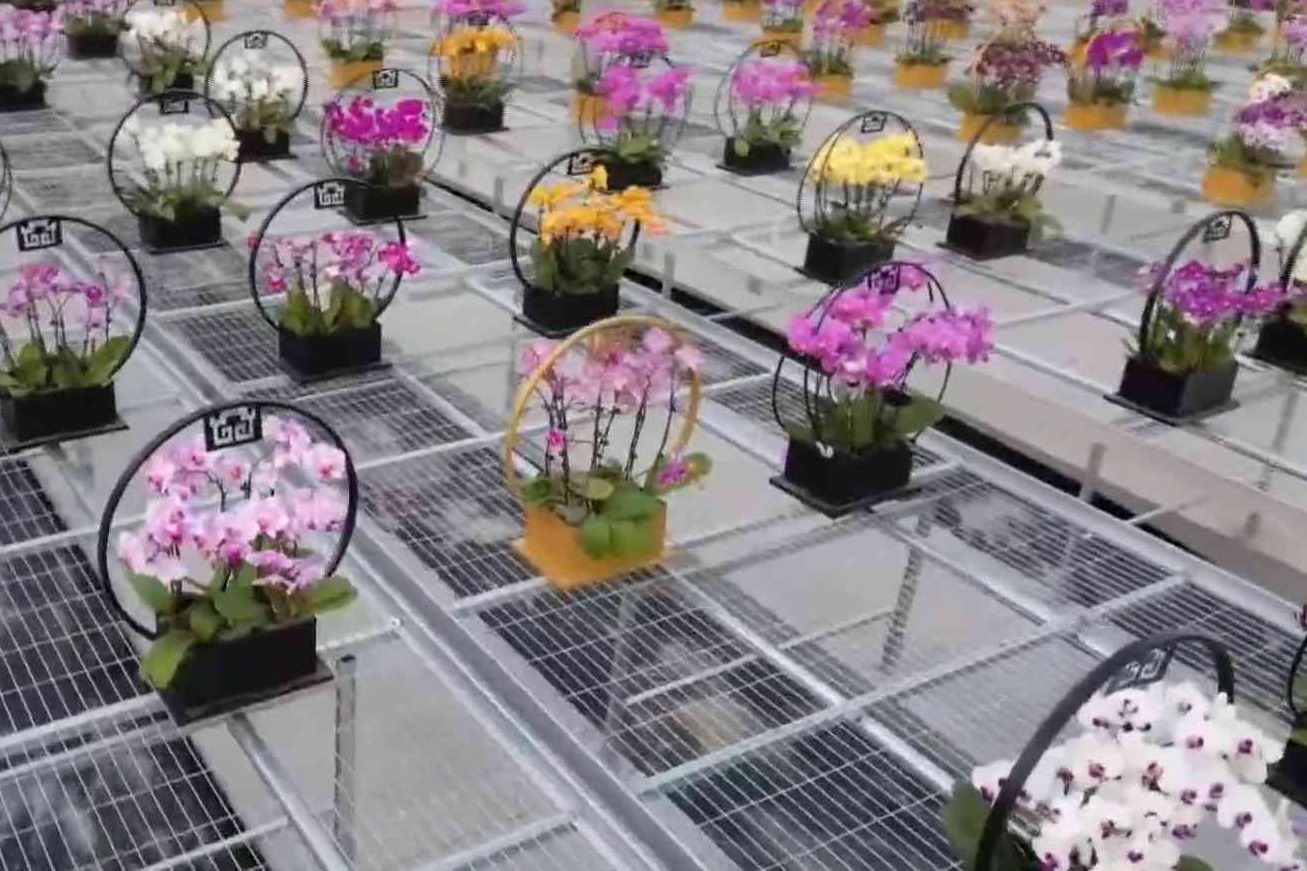 衡水：特色农业富乡村