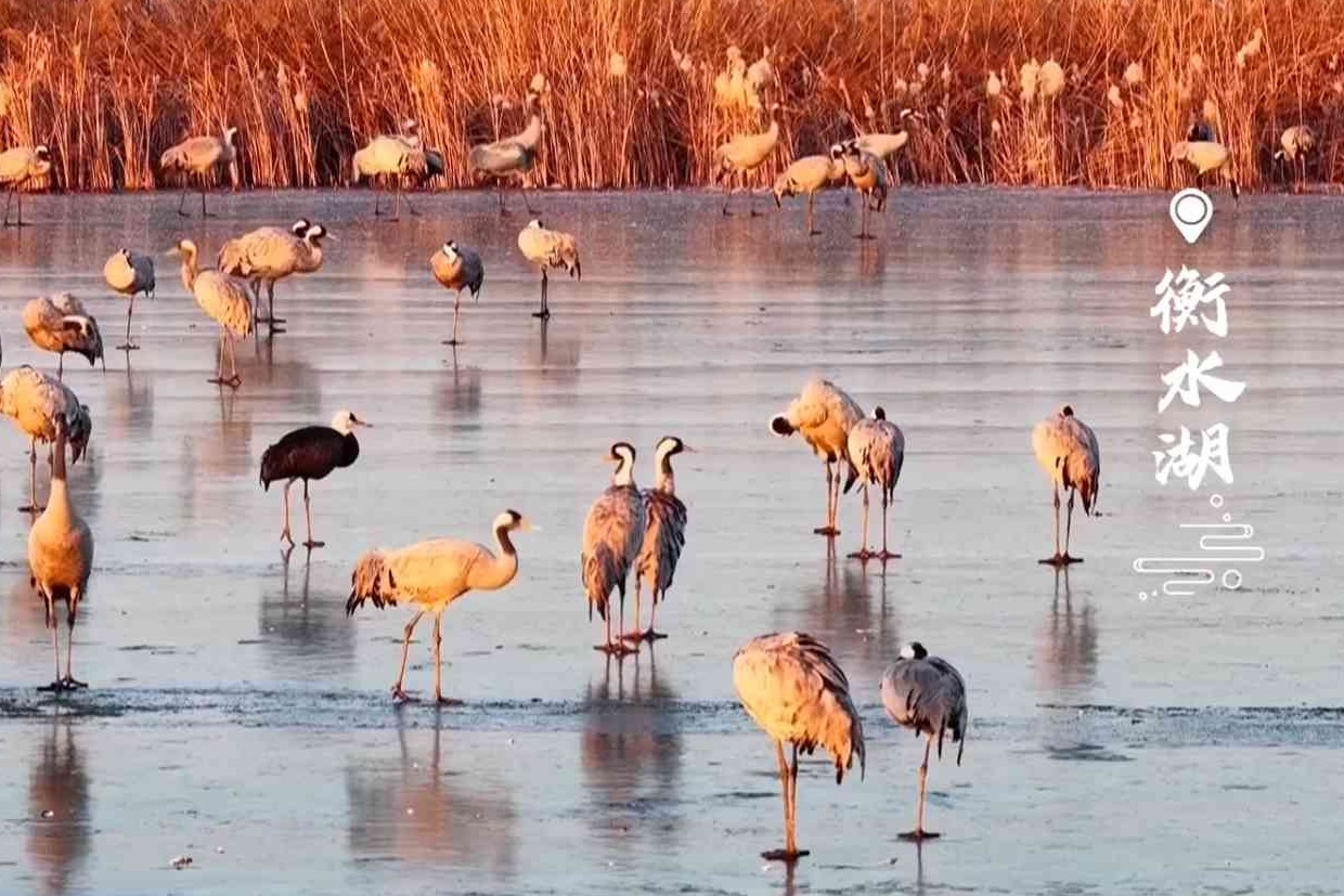 “顶流”聚会！白枕鹤、沙丘鹤、白头鹤抵达衡水湖
