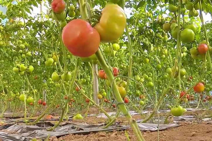 故城：西红柿成“致富果” 映红乡村振兴路