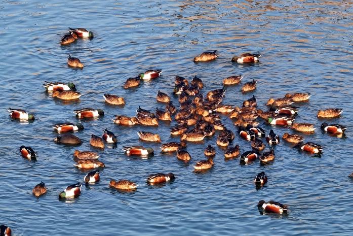 衡水湖：千余琵嘴鸭上演“集体觅食秀”