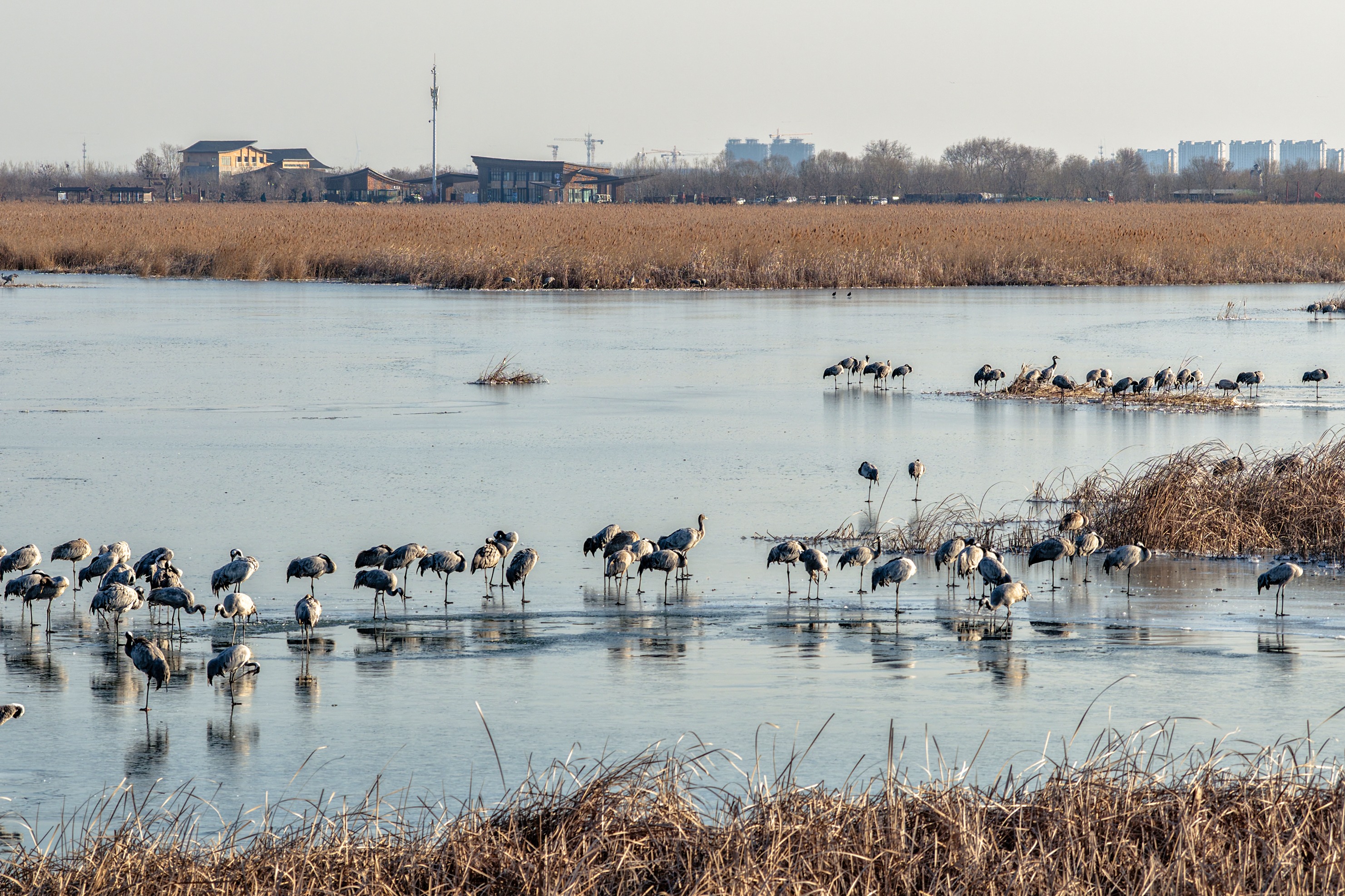衡水湖：越冬鹤群踏冰栖息 绘就生态画卷
