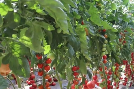 打造果蔬品牌 擦亮高品质果蔬“金名片”