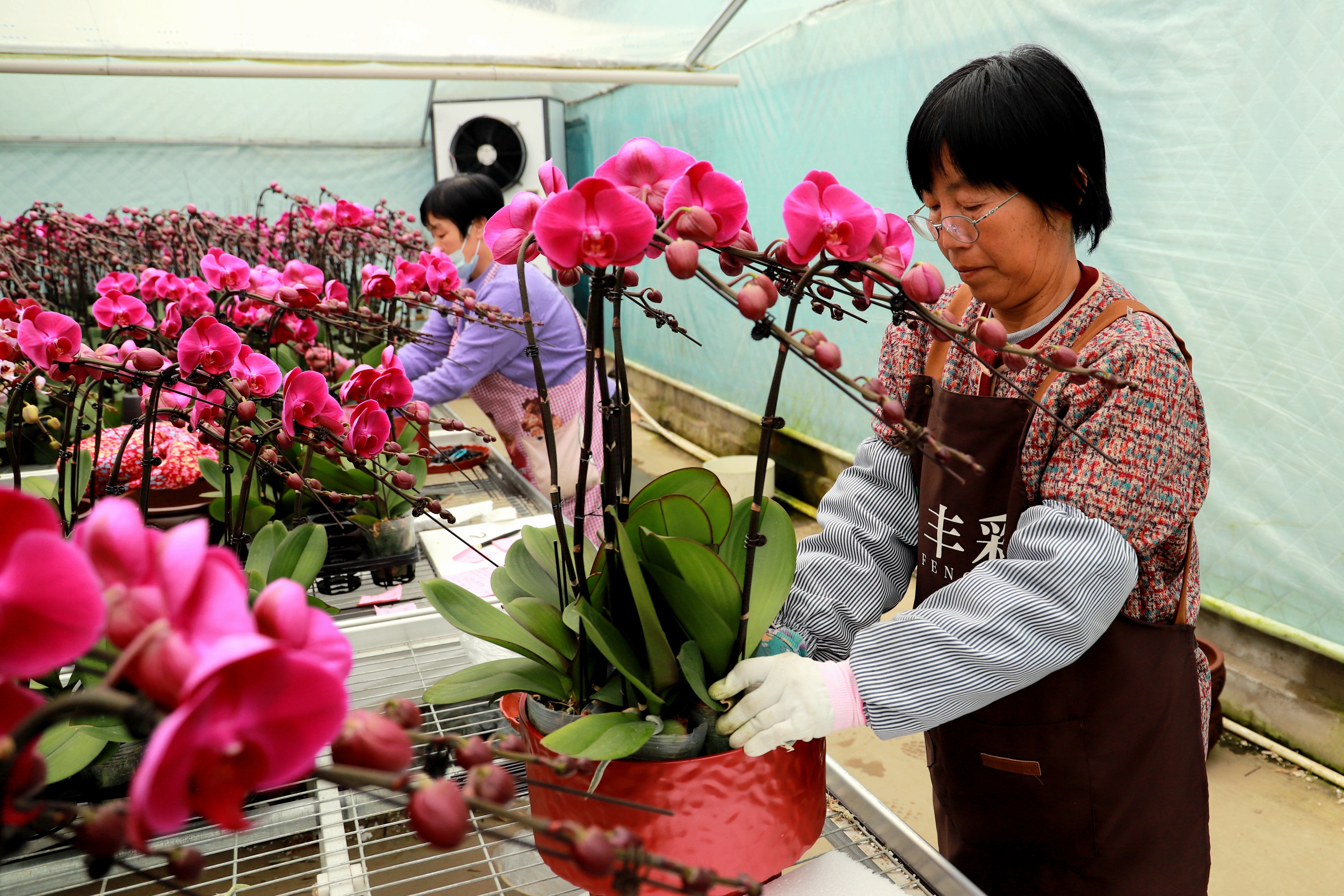 廊坊安次：蝴蝶兰绽放冬日“美丽经济”