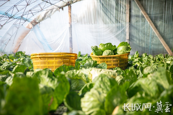 唐山滦南：寒冬大棚育生机 特色农业稳增收