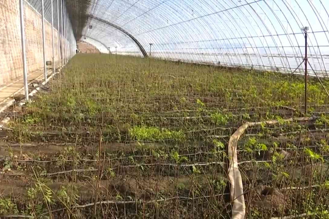 故城：大棚香椿吐新芽 春日美味抢“鲜”上市