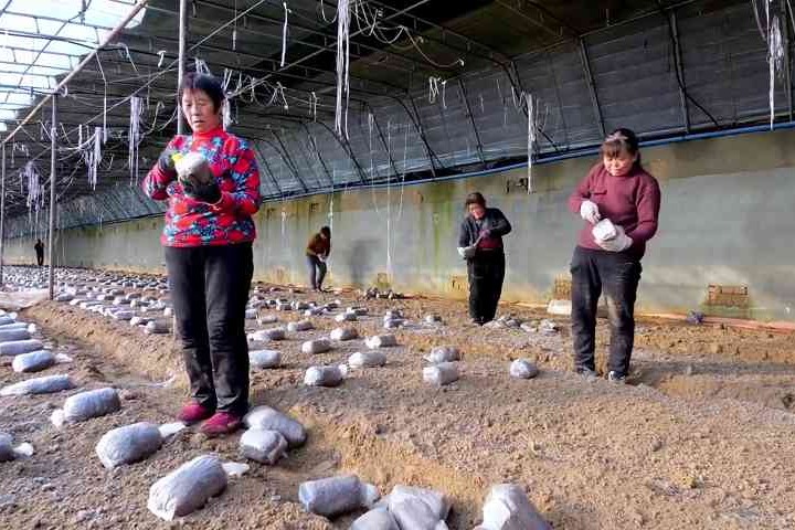 武邑：冬闲田不闲 羊肚菌种出增收好“钱”景