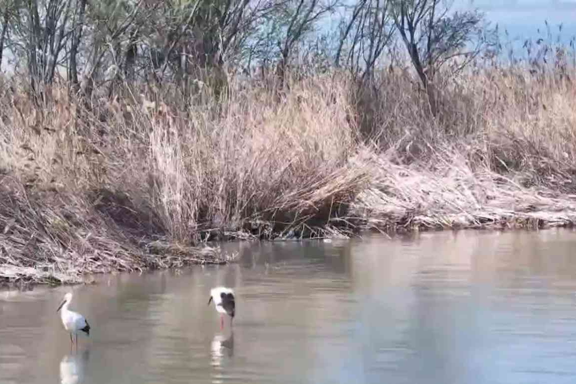 世界湿地日：衡水湖湿地保护成效显著