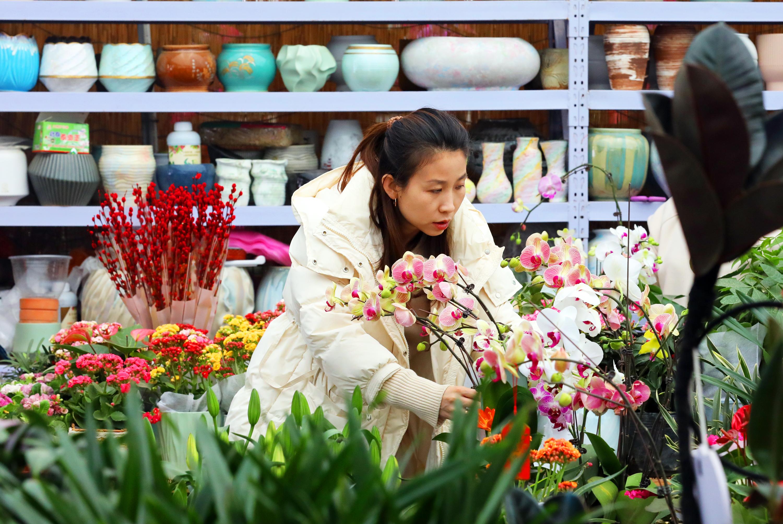 马年春节临近 衡水市区年宵花热销