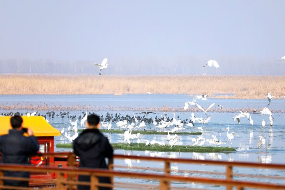 6万余只鸟儿云集衡水湖 上演冬日生态奇趣