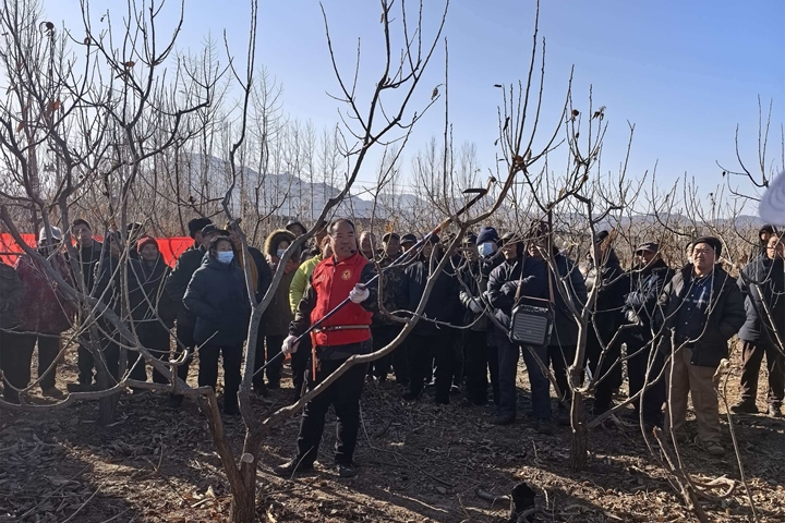 唐山迁西：冬闲时节忙“充电” 科学修剪促丰产