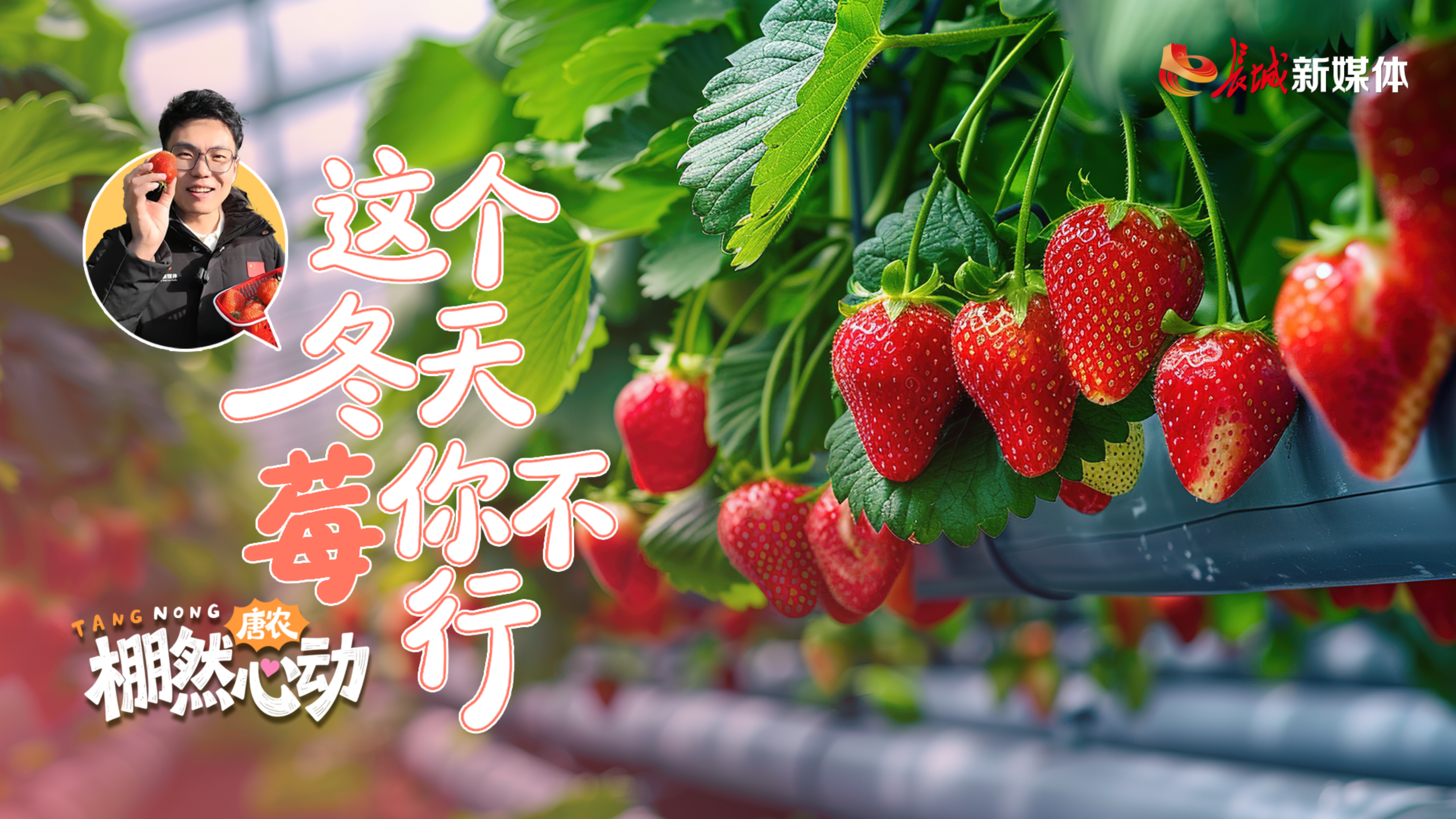 唐农·“棚”然心动：这个冬天，“莓”你不行